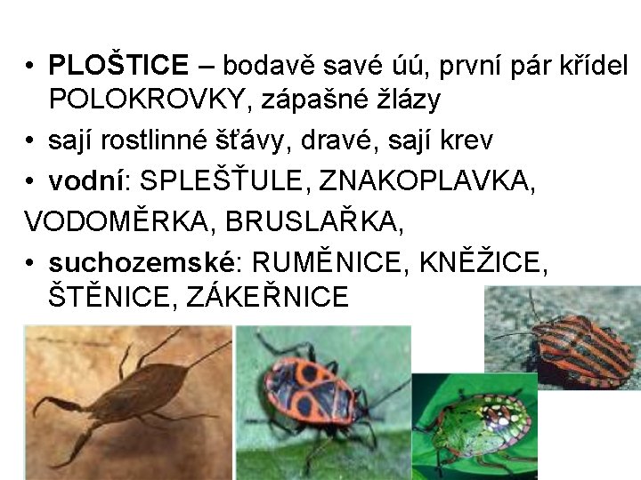  • PLOŠTICE – bodavě savé úú, první pár křídel POLOKROVKY, zápašné žlázy •