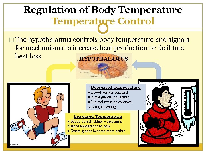 Regulation of Body Temperature Control � The hypothalamus controls body temperature and signals for