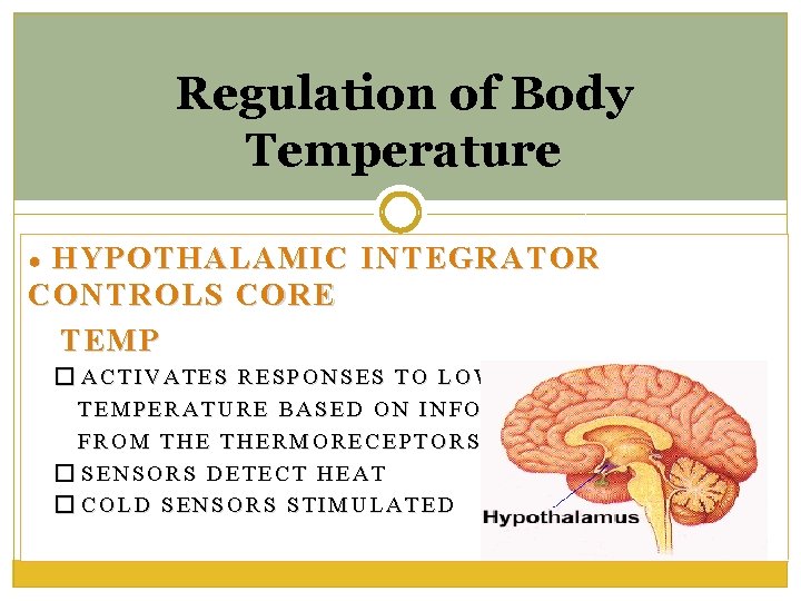 Regulation of Body Temperature HYPOTHALAMIC INTEGRATOR CONTROLS CORE TEMP ● � ACTIVATES RESPONSES TO