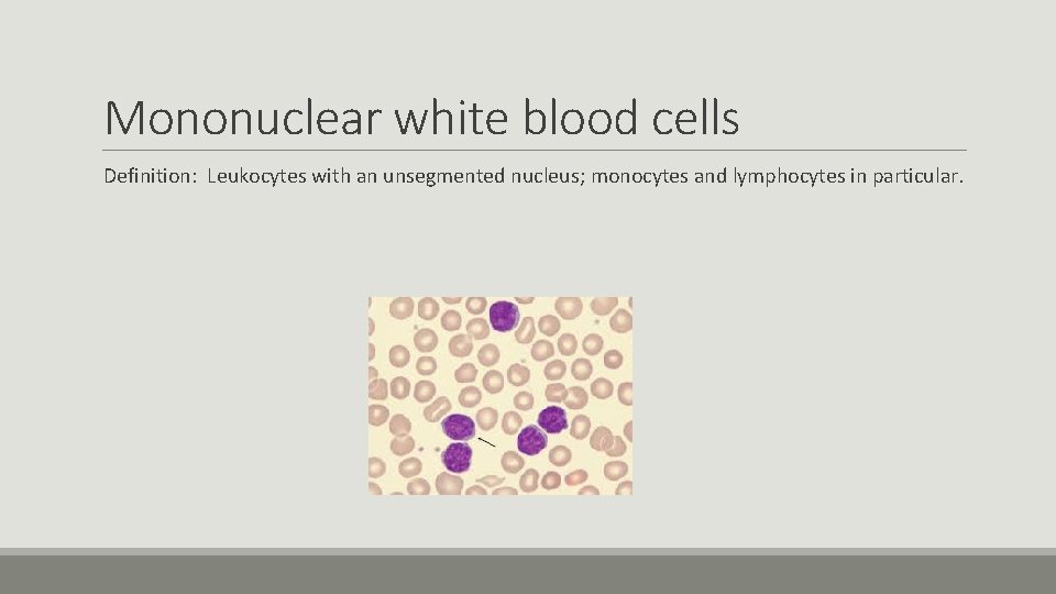 Mononuclear white blood cells Definition: Leukocytes with an unsegmented nucleus; monocytes and lymphocytes in