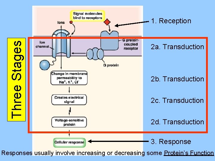Three Stages 1. Reception 2 a. Transduction 2 b. Transduction 2 c. Transduction 2