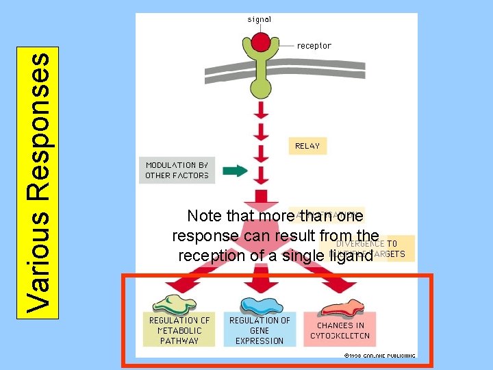 Various Responses Note that more than one response can result from the reception of