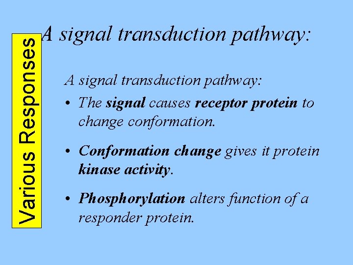 Various Responses A signal transduction pathway: • The signal causes receptor protein to change