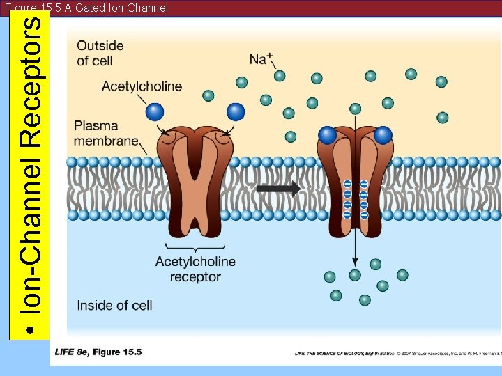  • Ion-Channel Receptors Figure 15. 5 A Gated Ion Channel 