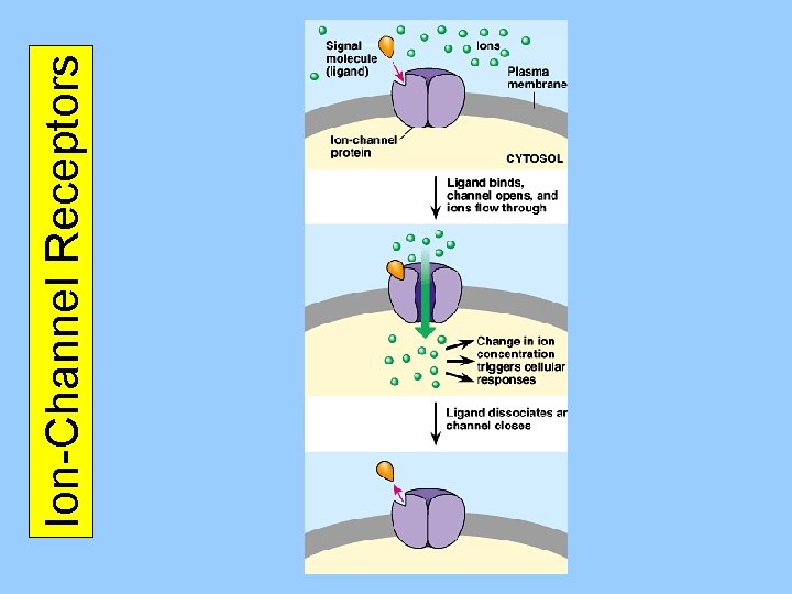 Ion-Channel Receptors 