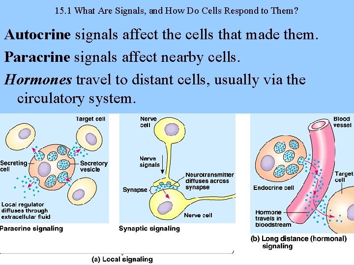 15. 1 What Are Signals, and How Do Cells Respond to Them? Autocrine signals