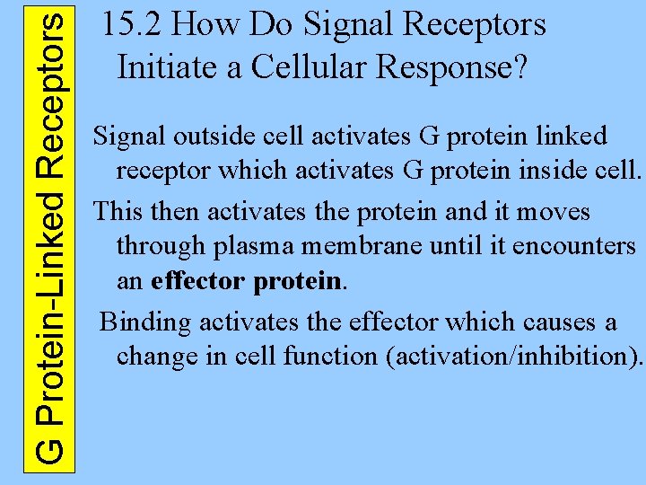 G Protein-Linked Receptors 15. 2 How Do Signal Receptors Initiate a Cellular Response? Signal