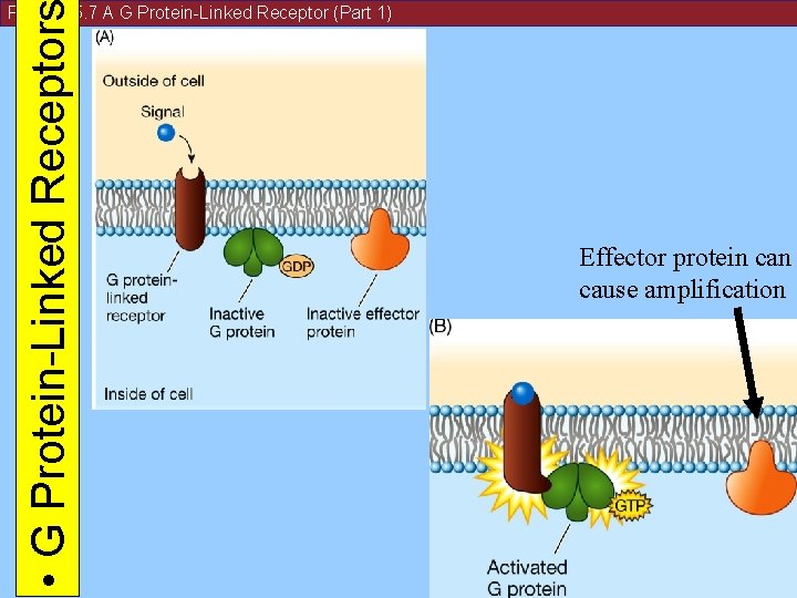  • G Protein-Linked Receptor Figure 15. 7 A G Protein-Linked Receptor (Part 1)