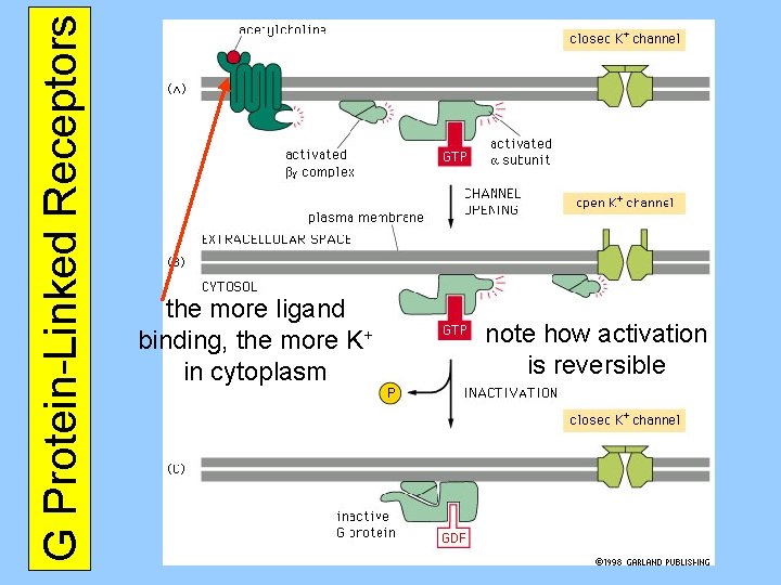 G Protein-Linked Receptors the more ligand binding, the more K+ in cytoplasm note how