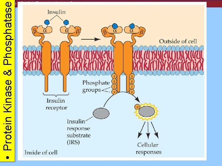  • Protein Kinase & Phosphatase Figure 15. 10 A Protein Kinase Cascade 