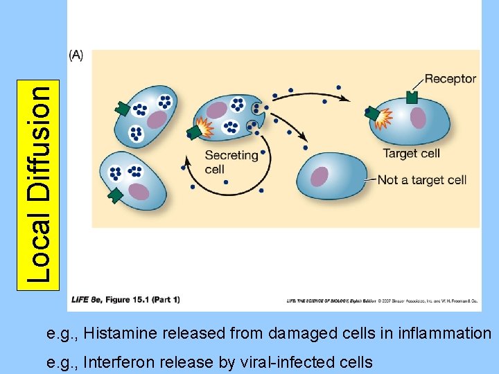 Local Diffusion e. g. , Histamine released from damaged cells in inflammation e. g.