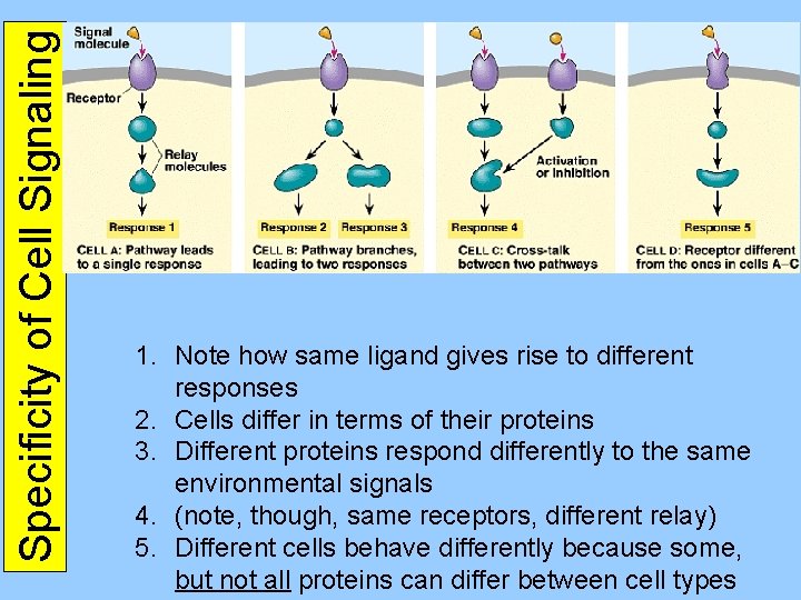Specificity of Cell Signaling 1. Note how same ligand gives rise to different responses