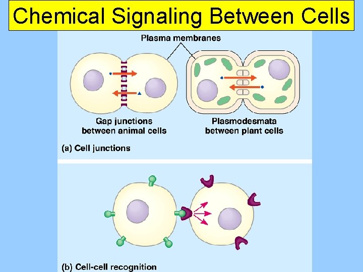 Chemical Signaling Between Cells 