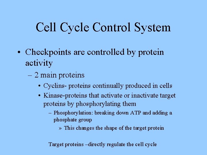 Cell Cycle Control System • Checkpoints are controlled by protein activity – 2 main