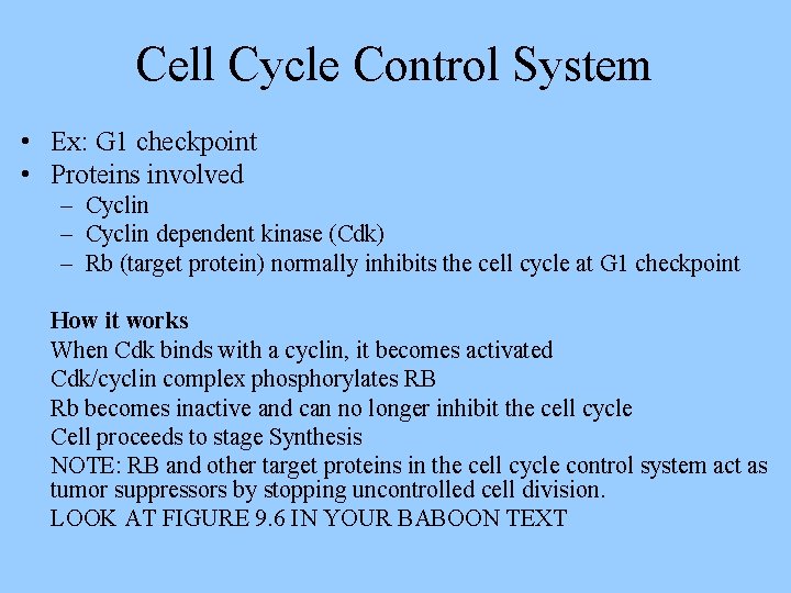 Cell Cycle Control System • Ex: G 1 checkpoint • Proteins involved – Cyclin