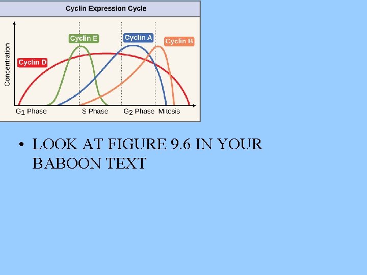  • LOOK AT FIGURE 9. 6 IN YOUR BABOON TEXT 