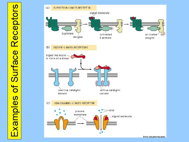 Examples of Surface Receptors 