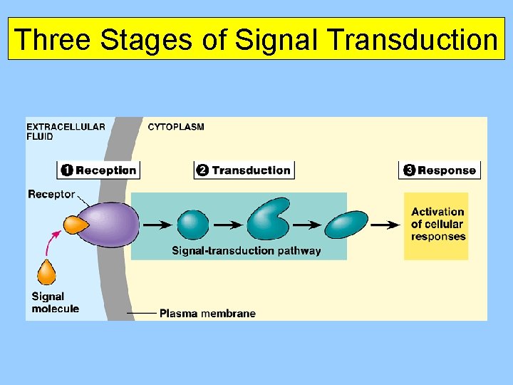 Three Stages of Signal Transduction 