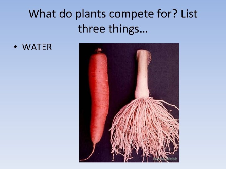 What do plants compete for? List three things… • WATER 