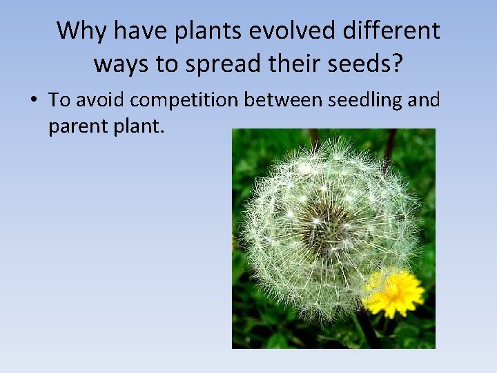 Why have plants evolved different ways to spread their seeds? • To avoid competition
