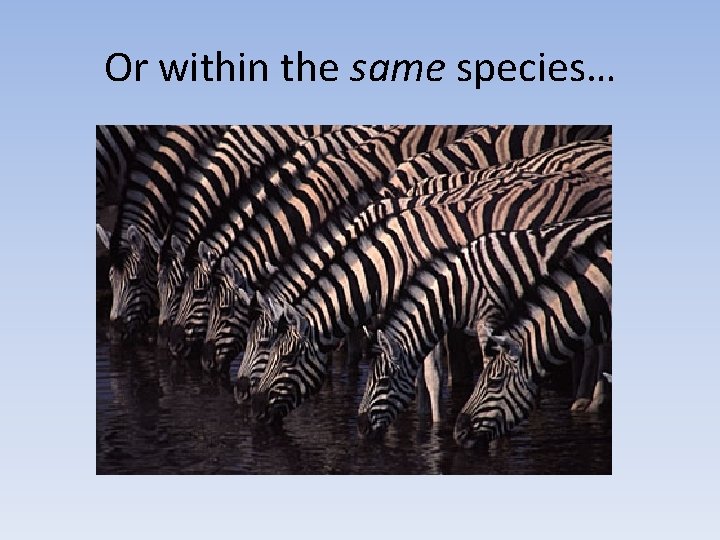 Or within the same species… 