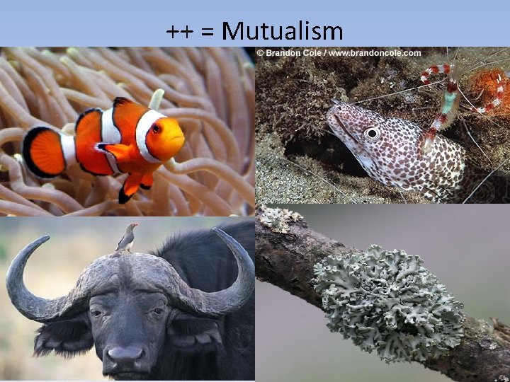 ++ = Mutualism 