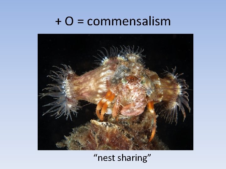 + O = commensalism “nest sharing” 