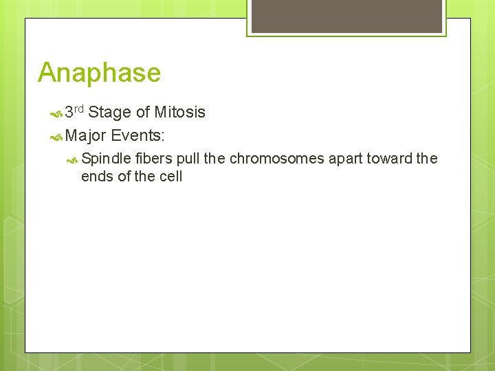 Anaphase 3 rd Stage of Mitosis Major Events: Spindle fibers pull the chromosomes apart
