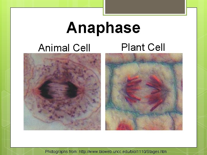 Anaphase Animal Cell Plant Cell Photographs from: http: //www. bioweb. uncc. edu/biol 1110/Stages. htm