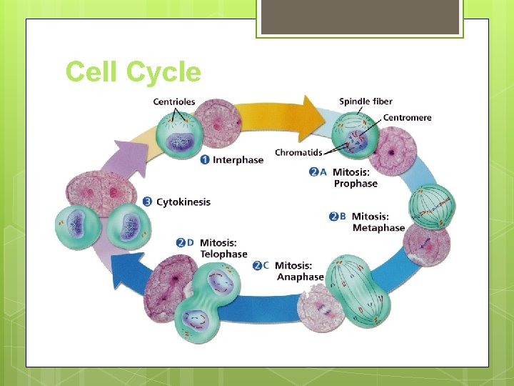 Cell Cycle 