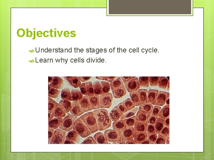 Objectives Understand the stages of the cell cycle. Learn why cells divide. 