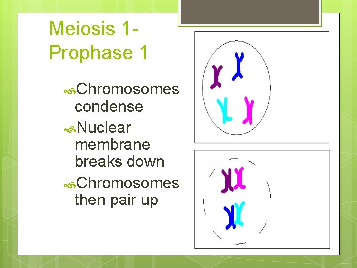 Meiosis 1 Prophase 1 Chromosomes condense Nuclear membrane breaks down Chromosomes then pair up