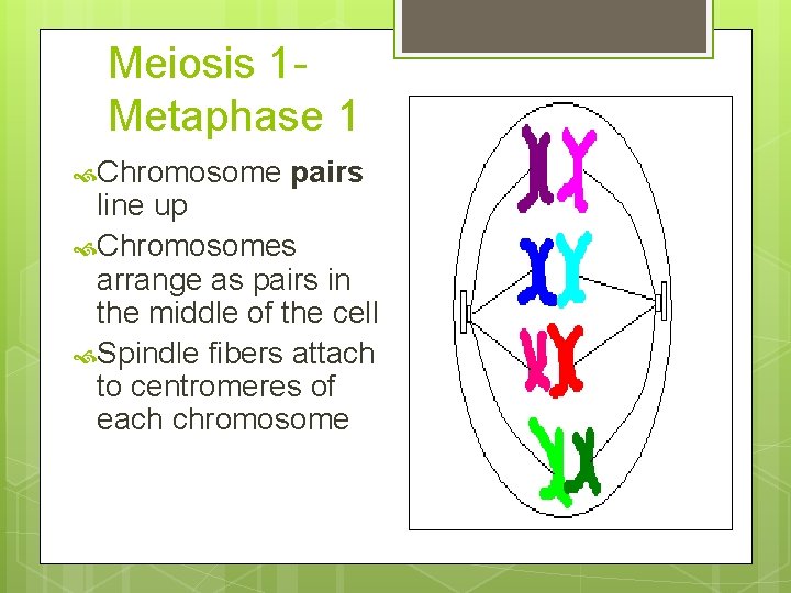 Meiosis 1 Metaphase 1 Chromosome pairs line up Chromosomes arrange as pairs in the