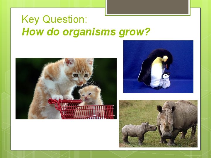 Key Question: How do organisms grow? 