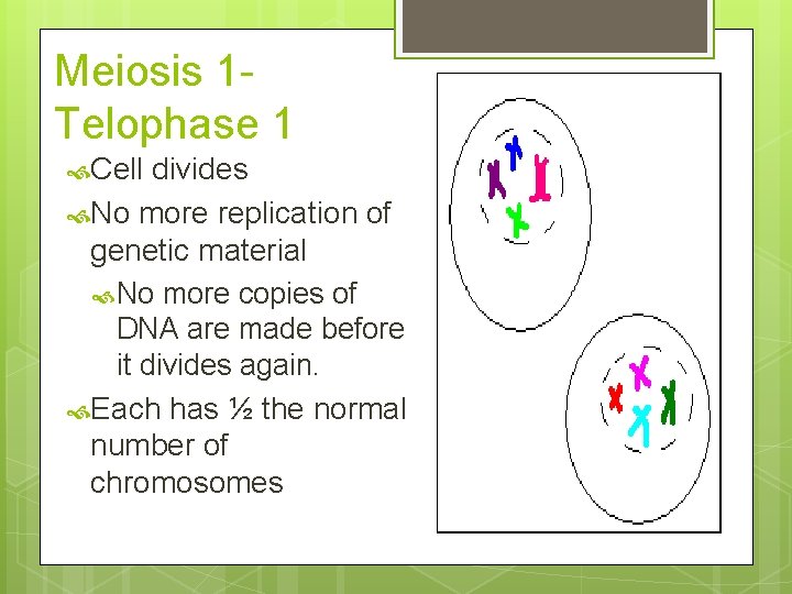 Meiosis 1 Telophase 1 Cell divides No more replication of genetic material No more