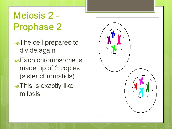 Meiosis 2 Prophase 2 The cell prepares to divide again. Each chromosome is made