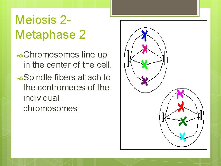 Meiosis 2 Metaphase 2 Chromosomes line up in the center of the cell. Spindle