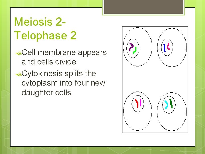 Meiosis 2 Telophase 2 Cell membrane appears and cells divide Cytokinesis splits the cytoplasm