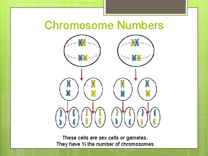 Chromosome Numbers These cells are sex cells or gametes. They have ½ the number