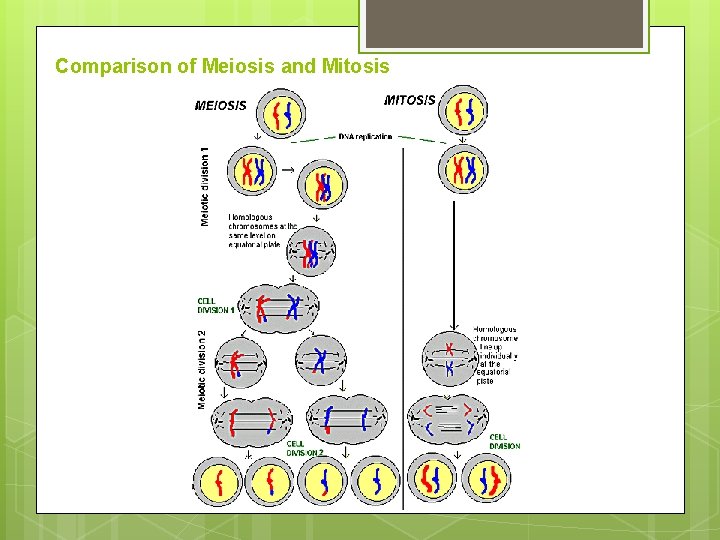 Comparison of Meiosis and Mitosis 