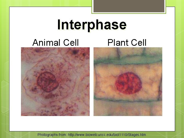Interphase Animal Cell Plant Cell Photographs from: http: //www. bioweb. uncc. edu/biol 1110/Stages. htm