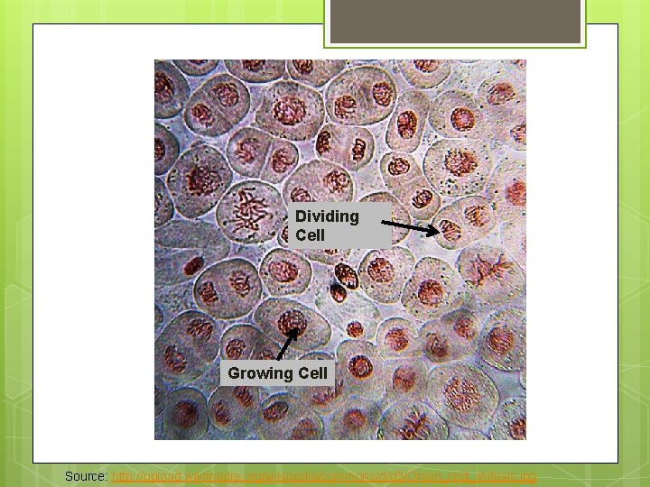 Dividing Cell Growing Cell Source: http: //upload. wikimedia. org/wikipedia/commons/d/d 3/Onion_root_mitosis. jpg 