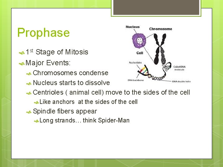 Prophase 1 st Stage of Mitosis Major Events: Chromosomes condense Nucleus starts to dissolve