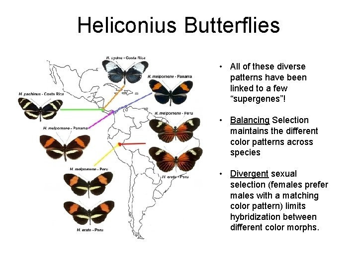 Heliconius Butterflies • All of these diverse patterns have been linked to a few