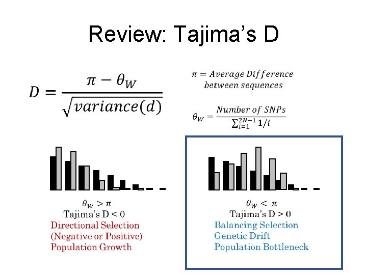 Review: Tajima’s D 