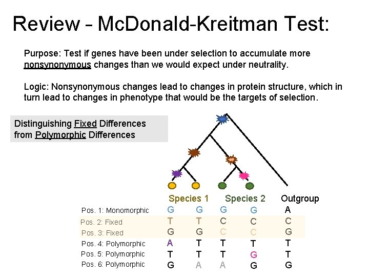 Review – Mc. Donald-Kreitman Test: Purpose: Test if genes have been under selection to