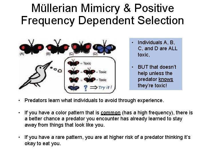 Müllerian Mimicry & Positive Frequency Dependent Selection • Individuals A, B, C, and D