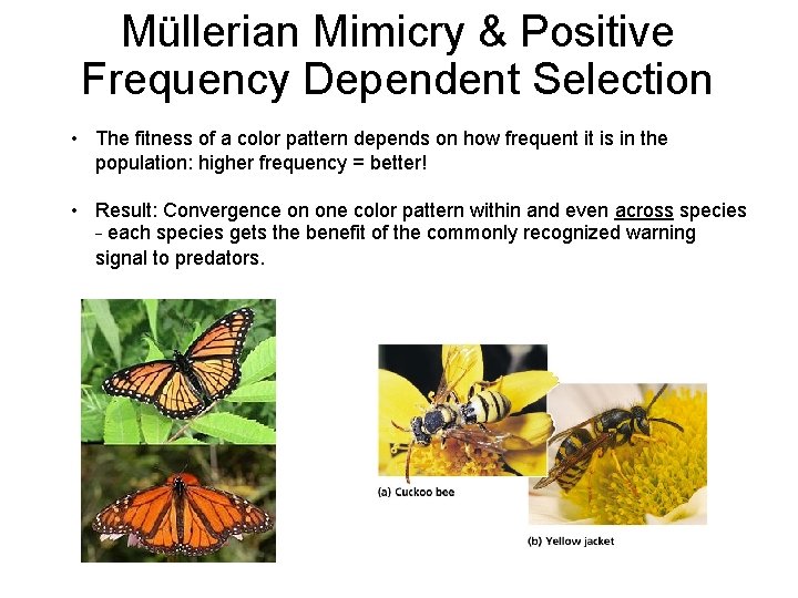 Müllerian Mimicry & Positive Frequency Dependent Selection • The fitness of a color pattern