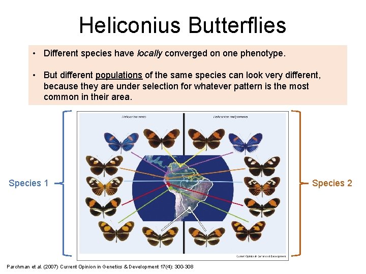 Heliconius Butterflies • Different species have locally converged on one phenotype. • But different