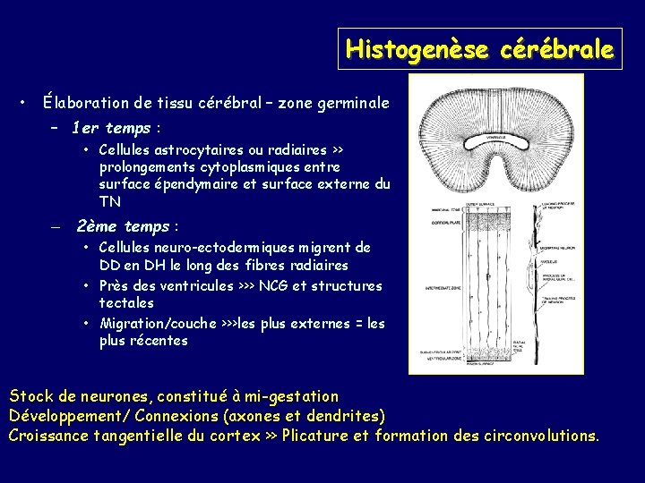 Histogenèse cérébrale • Élaboration de tissu cérébral – zone germinale – 1 er temps